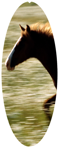 DNSA18-340 Gone Riding